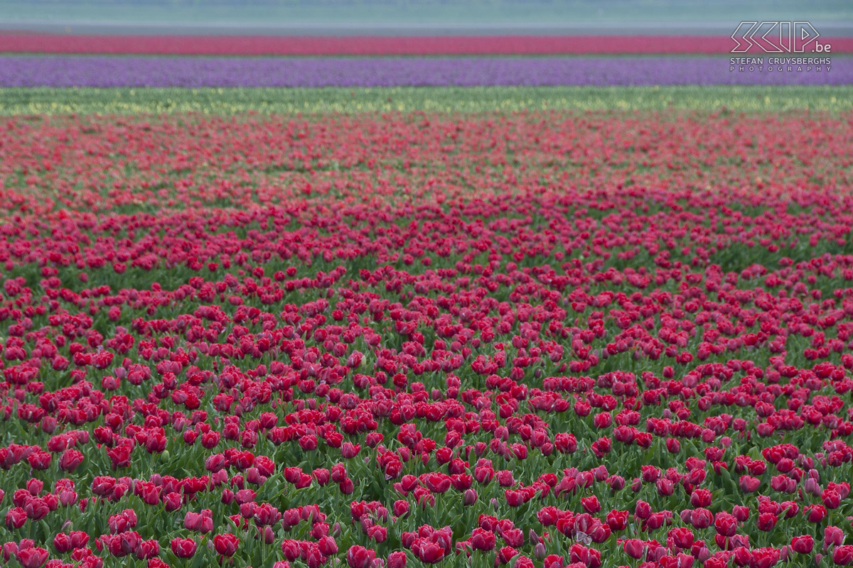 Bloeiende tulpen in Zeeland In de lente staan in het noorden van Zeeland op heel wat plaatsen tulpenvelden in bloei. Ik stond op een mooie lentedag bij zonsopgang dan ook klaar om deze kleurenpracht te fotograferen. Stefan Cruysberghs